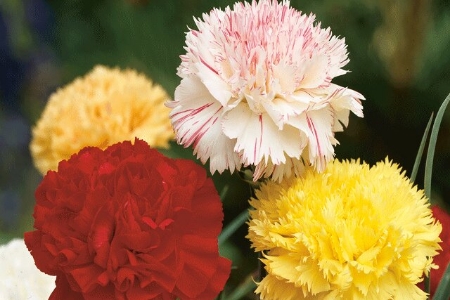 Picture for category Carnation