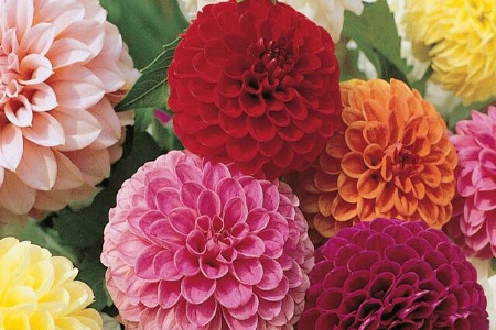 Picture for category Dahlia