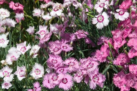 Picture for category Dianthus