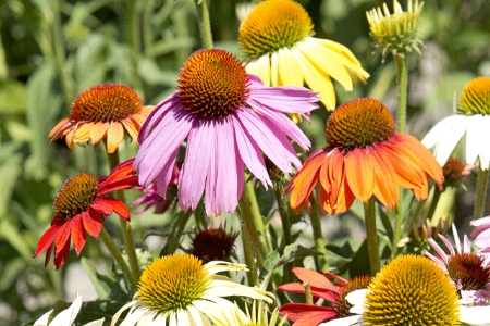 Picture for category Echinacea