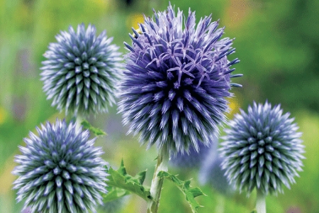 Picture for category Echinops