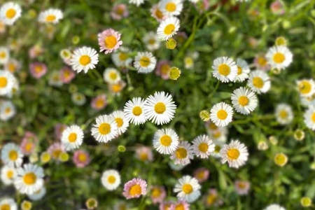 Picture for category Erigeron