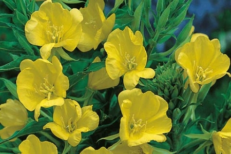 Picture for category Evening Primrose