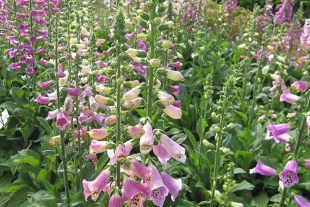 Picture for category Foxglove