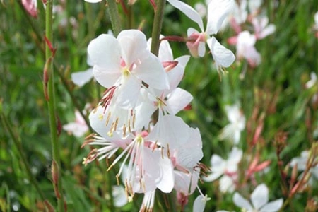 Picture for category Gaura