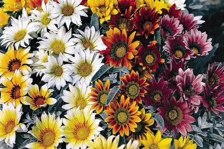 Picture for category Gazania