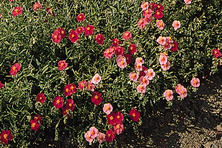 Picture for category Helianthemum