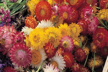 Picture for category Helichrysum