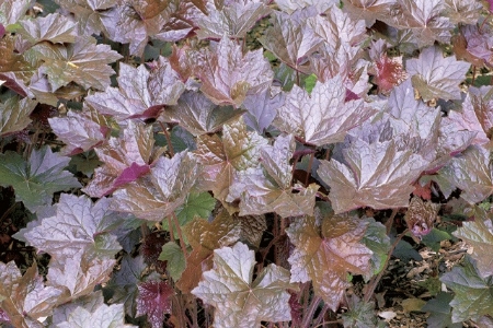 Picture for category Heuchera