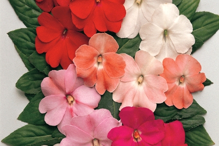 Picture for category Impatiens