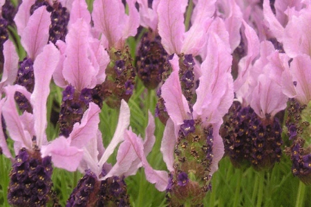 Picture for category Lavender