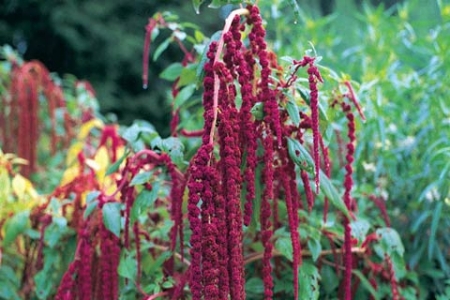 Picture for category Love Lies Bleeding