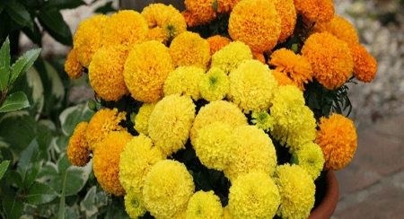 Picture for category Marigold