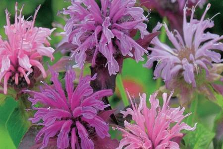 Picture for category Monarda