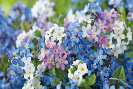 Picture for category Myosotis