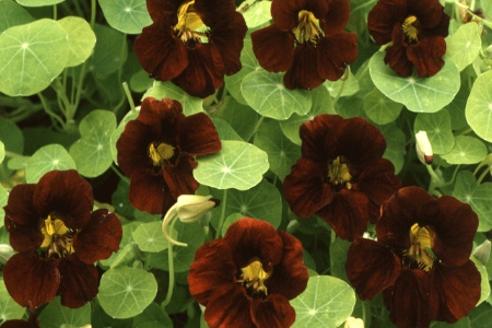 Picture for category Nasturtium