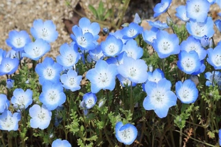 Picture for category Nemophila