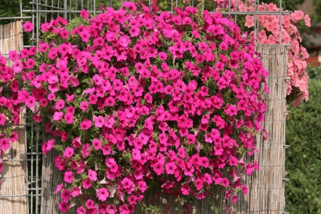 Picture for category Petunia