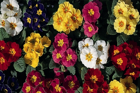 Picture for category Polyanthus