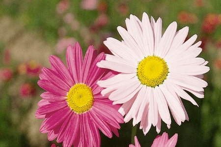 Picture for category Pyrethrum