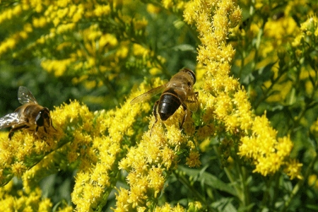 Picture for category Solidago