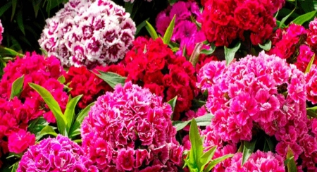 Picture for category Sweet William