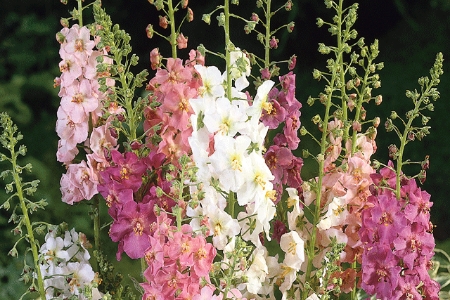 Picture for category Verbascum