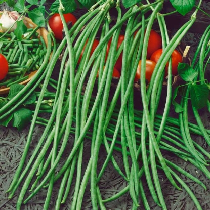 Picture of Climbing French Bean Yard Long