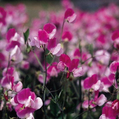 Picture of Sweet Pea Painted Lady Seeds