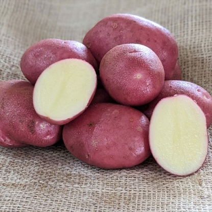 Picture of Potatoes Java - 2.5kg - Maincrop. DELIVERY FROM JAN-MARCH 2025