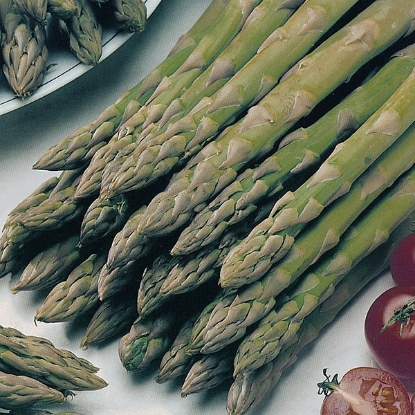 Picture of Asparagus Gijnlim F1 - 24 crowns - DELIVERY APRIL 2025