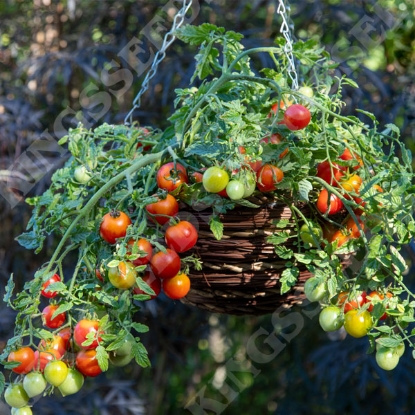 Picture of Tomato Cherry Blast F1