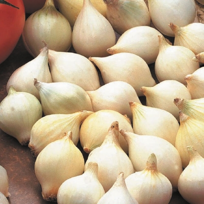 Picture of Onion Sets White Snowball - 50 Sets - SEPTEMBER DELIVERY