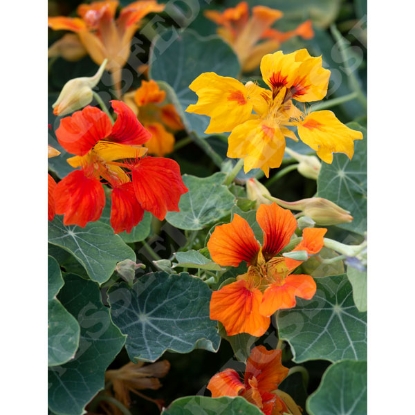 Picture of Nasturtium Arizona Mix