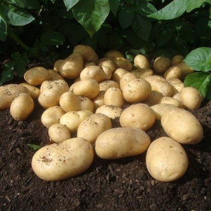 Picture of Potatoes Wilja 2.5kg - Second Early. DELIVERY FROM JAN TO MARCH 2025