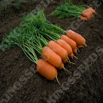 Picture of SALE - Carrot Aron F1