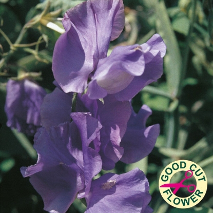 Picture of Sweet Pea Blue Velvet