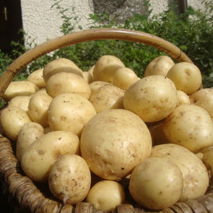 Picture of Potatoes Casablanca 2.5kg - First Early. DELIVERY FROM JAN-MARCH 2025