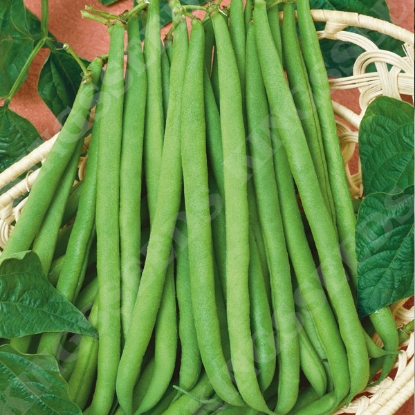 Picture of Dwarf French Bean Delinel