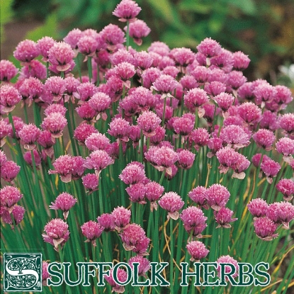 Picture of Chives Polyvert (Allium schoenoprasum) Organic Seed