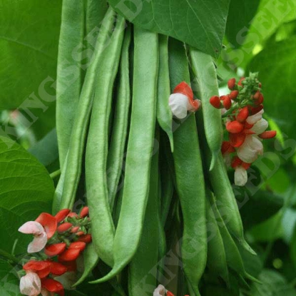 Picture of Runner Bean Tenderstar