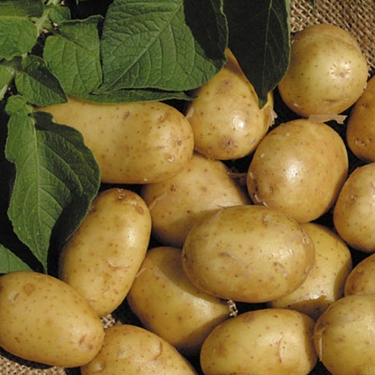 Picture of Potatoes Duke Of York 2.5kg - First Early. DELIVERY FROM JAN-MARCH 2025