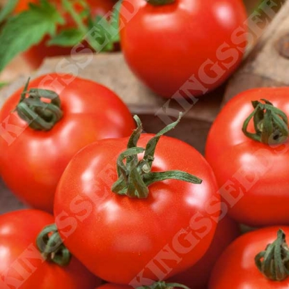 Picture of Tomato Moneymaker Seeds