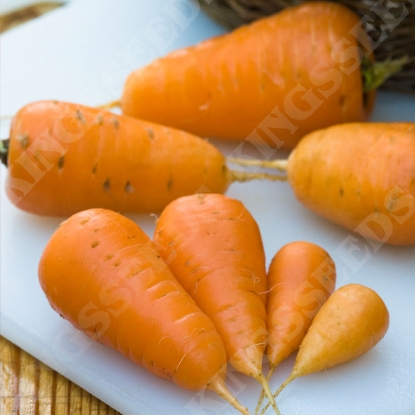 Picture of Carrot Oxheart