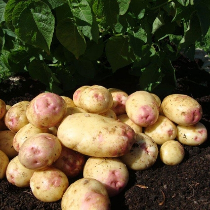 Picture of Potatoes King Edward 2.5kg - Early Main. DELIVERY FROM JAN-MARCH 2025