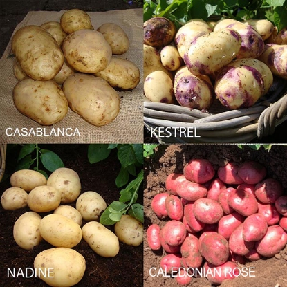 Picture of Exhibitors Seed Potato Collection