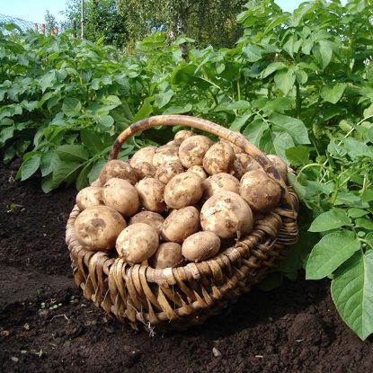 Picture of Potatoes Rocket 2.5kg - First Early. DELIVERY FROM JAN-MARCH 2025