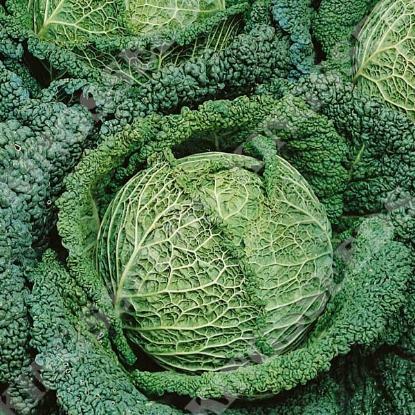 Picture of Savoy Cabbage Best of All