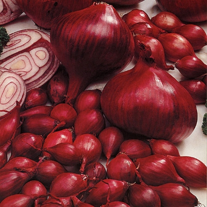 Picture of Onion Sets Red Electric - 50 Sets