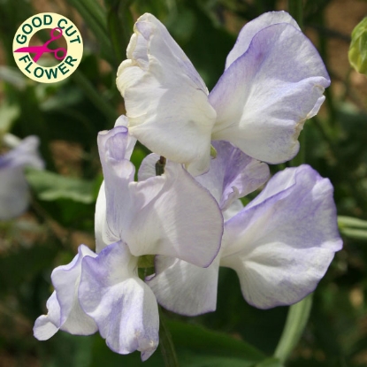 Picture of Sweet Pea Betty Maiden Seeds